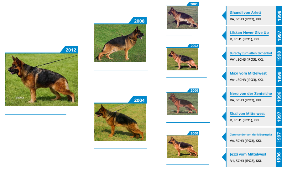 Breeding Females - V Gracie vom Mittelwest - Pedigree