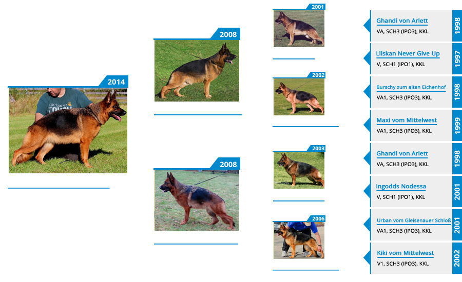 Breeding Females - V Bindi vom Mittelwest II - Pedigree