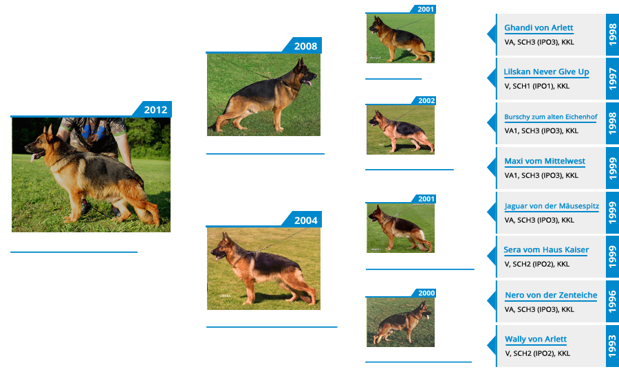 Breeding Females - V Orrie vom Mittelwest - Pedigree