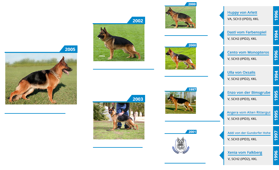 Pedigree For - VA Aspen vom Mittelwest - Pedigree