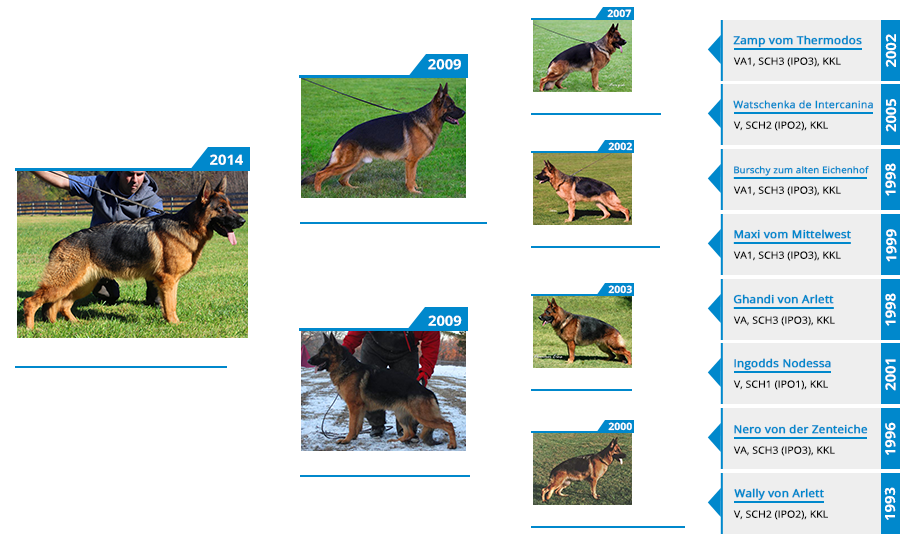 Breeding Female - Emma vom Mittelwest II Pedigree