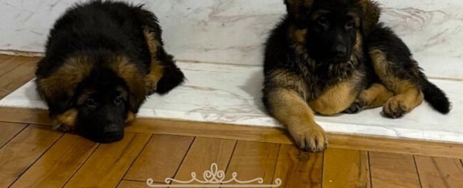 Challenges With German Shepherd Puppies Living In Limited Spaces
