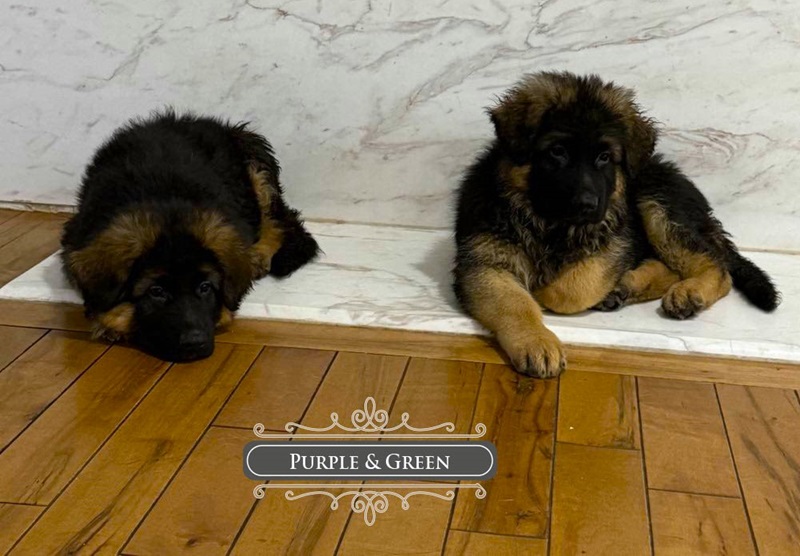Challenges With German Shepherd Puppies Living In Limited Spaces