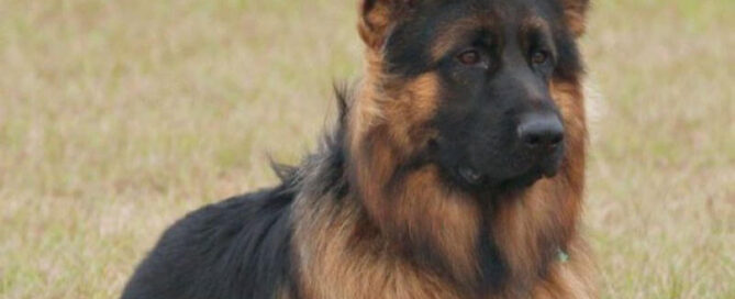 Exploring The Unique Traits Of German Shepherd Dogs