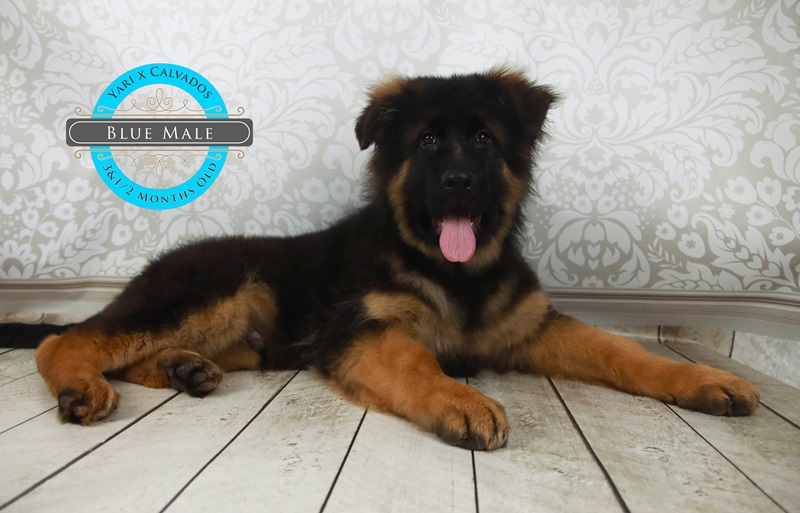 Factors That Can Affect The Costs Of A German Shepherd Dog