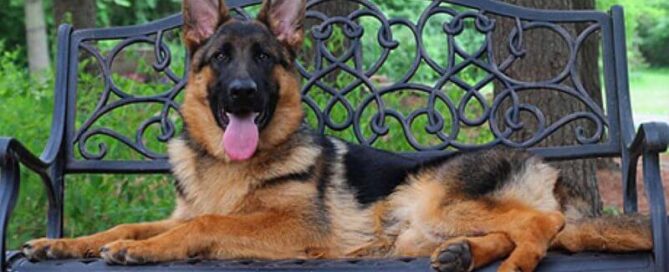 Fascinating Facts About German Shepherd Dog History