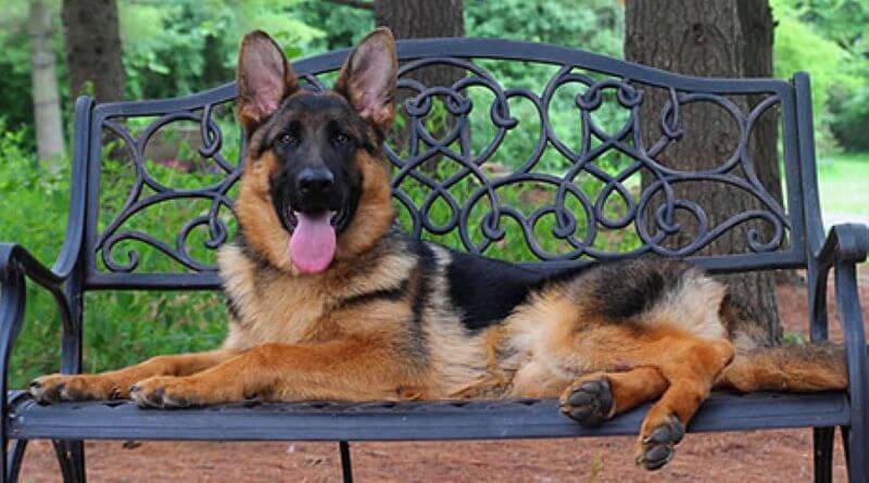 Fascinating Facts About German Shepherd Dog History Fascinating Facts About German Shepherd Dog History