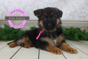 Feeding Schedule For German Shepherd Puppies