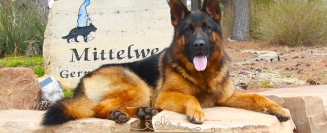 Find German Shepherd Puppies From Trusted Breeders