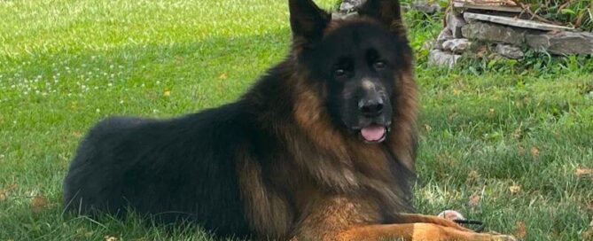 German Shepherd Dogs Are Popular Pets