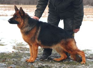 German Shepherd Dogs Save Lives In Search & Rescue