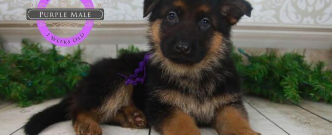 German Shepherd Puppy Feeding Guide