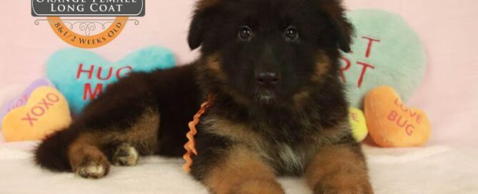 Balanced Diet For German Shepherd Puppies