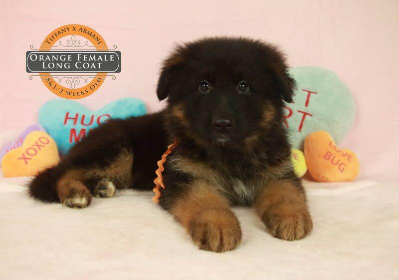 Balanced Diet For German Shepherd Puppies Balanced Diet For German Shepherd Puppies