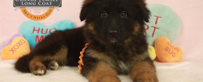 Health Care Essentials For German Shepherd Dogs