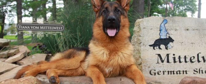 How Hip Dysplasia Affect German Shepherd Dogs