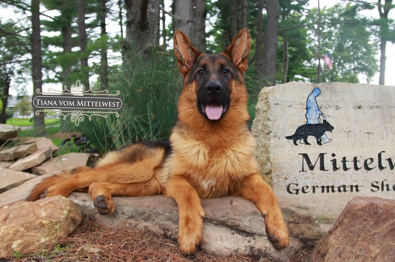 How Hip Dysplasia Affect German Shepherd Dogs How Hip Dysplasia Affect German Shepherd Dogs