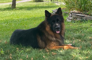 The Importance Of Having A Responsible Gsd Breeder