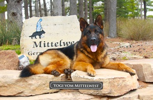 Investing In German Shepherd Puppy