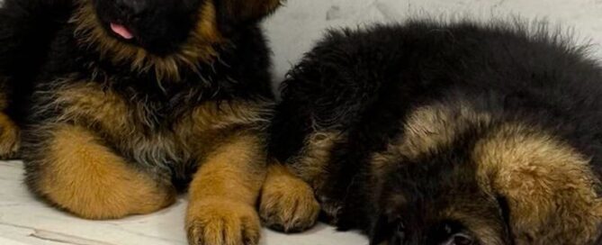 Malinois Or German Shepherd? Deciding The Best Breed For You