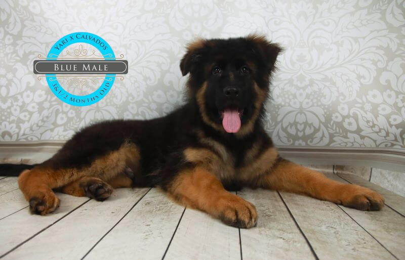 Monthly Dog Food Needs For German Shepherd Puppy Explained