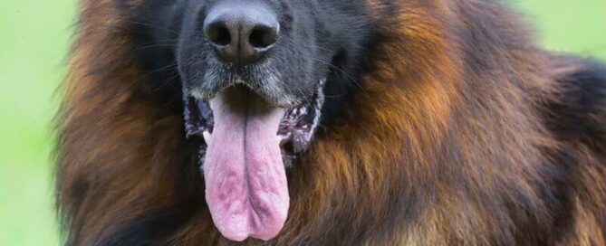 One Vs. Two German Shepherd Puppies: How To Make The Right Choice