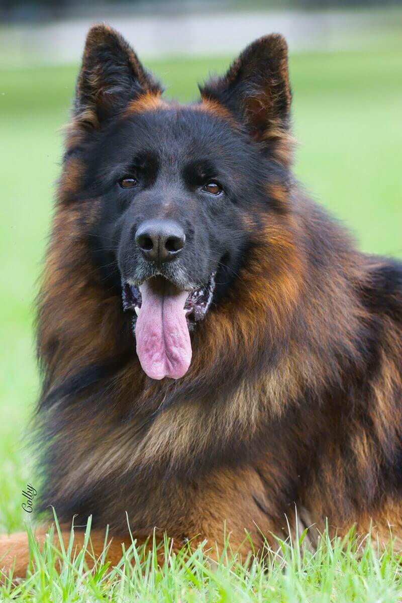 One Vs. Two German Shepherd Puppies: How To Make The Right Choice One Vs. Two German Shepherd Puppies: How To Make The Right Choice