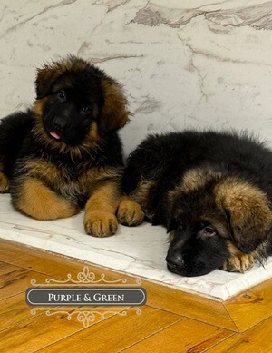 Should You Get One German Shepherd Puppy Or Two? Tips For Choosing