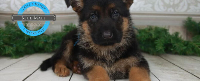 Summer Care For German Shepherd Puppies