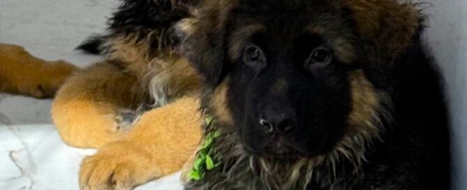 Understanding Coat Color Transformations In German Shepherd Puppies