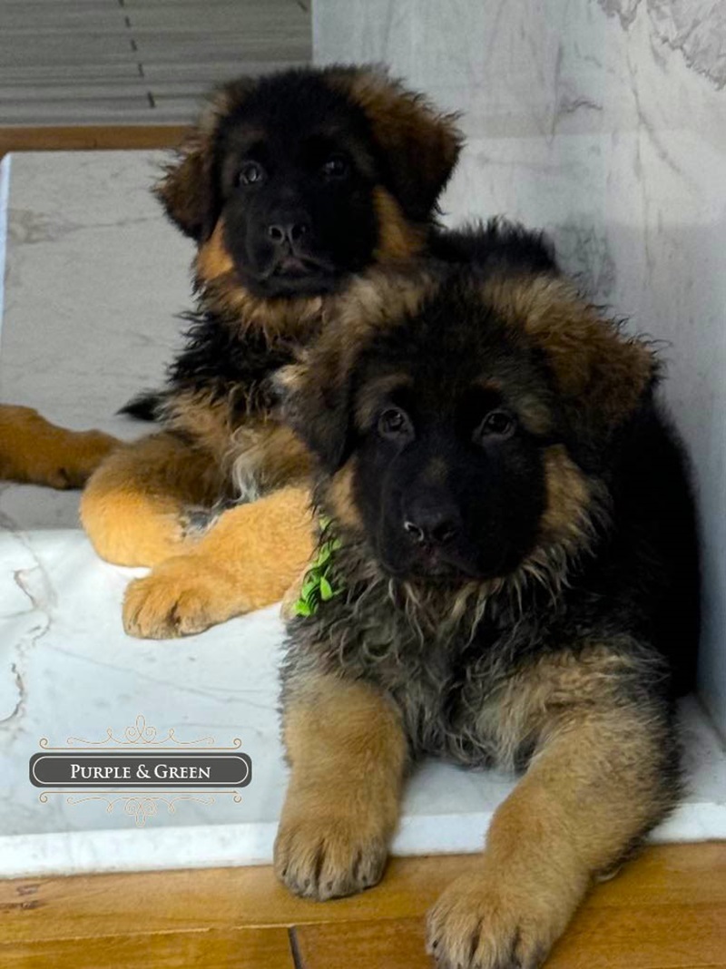 Understanding Coat Color Transformations In German Shepherd Puppies Understanding Coat Color Transformations In German Shepherd Puppies