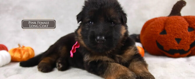Adapting Your German Shepherd Puppy To A New Environment