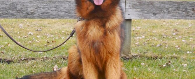 All About King-size German Shepherds: Essential Facts You Should Know