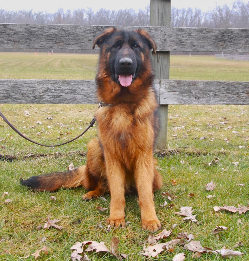 All About King-size German Shepherds: Essential Facts You Should Know All About King-size German Shepherds: Essential Facts You Should Know