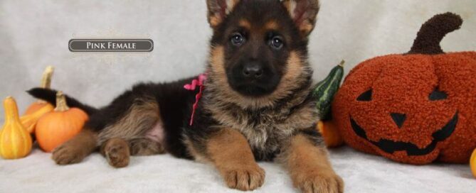 Benefits Of AKC-Registered German Shepherd Puppies