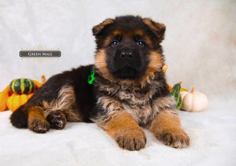Black And Red German Shepherd Puppies: A Complete Guide