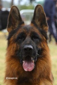 Comparing German Shepherd Show Lines & Working Lines