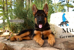 Ensuring Healthy Breeding: Screening Practices For German Shepherd Females