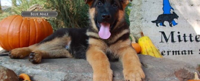 Essential Steps To Puppy-Proof Your Home For A German Shepherd