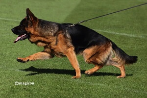 Exploring Black And Red German Shepherd Puppies: Traits And Characteristics