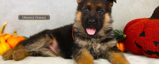 Exploring Why German Shepherd Puppies Excel In Training