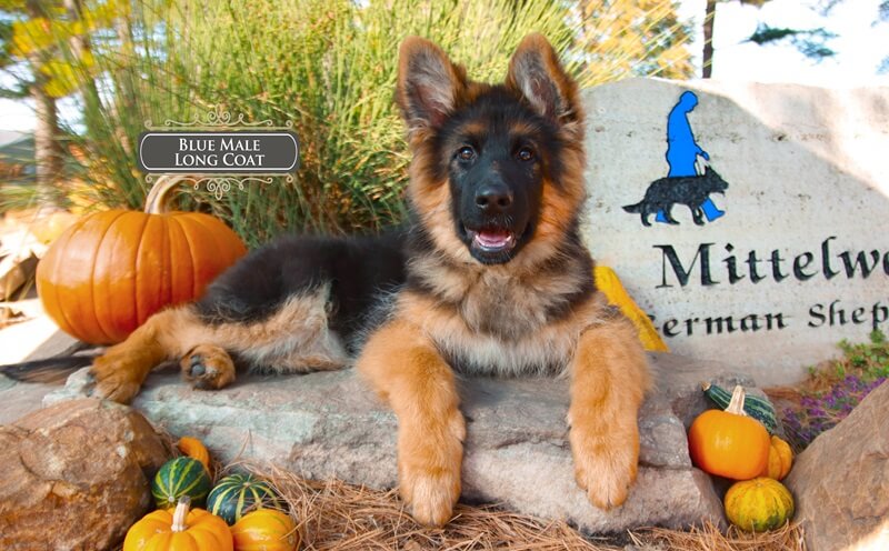 Getting Ready For Your German Shepherd Puppy: A Complete Home Preparation Guide