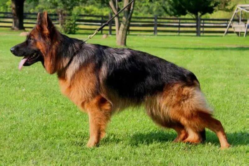 Guide To German Shepherd Stud Services