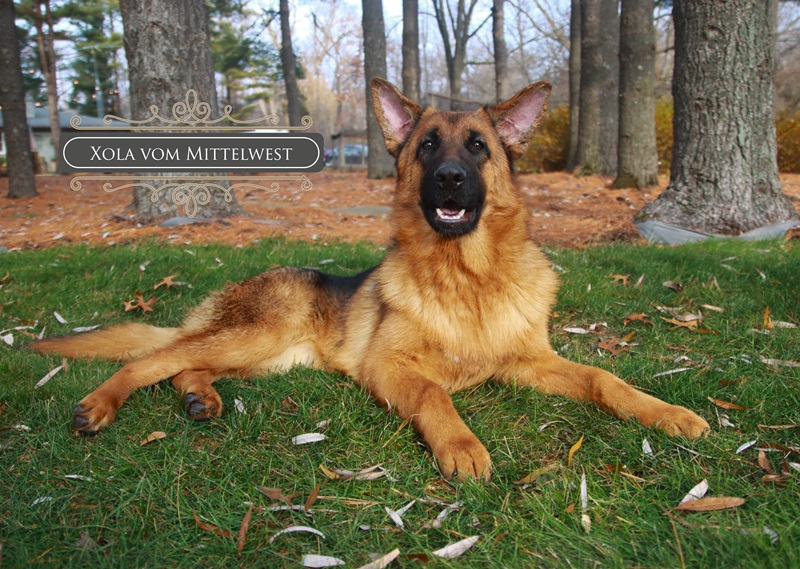 Misconceptions About German Shepherd Breed