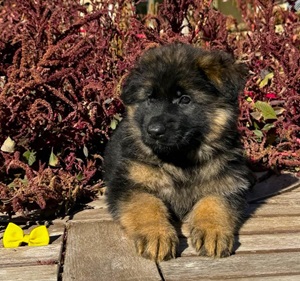 Mittelwest’s Commitment To Breeding German Shepherds With Excellent Temperament