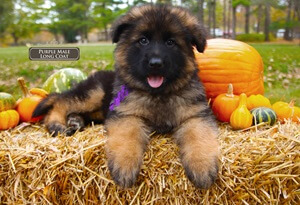 Preparing Your Home For The Arrival Of Your German Shepherd Puppy