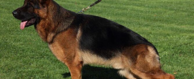 Reasons German Shepherds Are Ideal Companion Dogs
