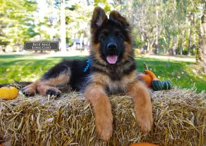 Selecting A German Shepherd Puppy