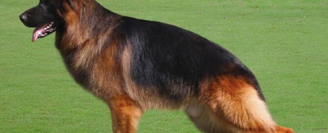 Show Line Vs Working Line German Shepherds