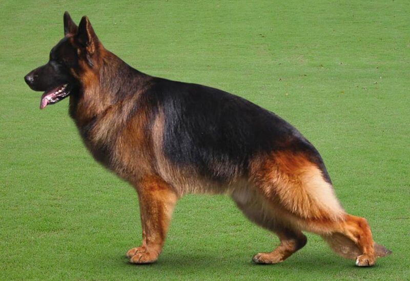 Show Line Vs Working Line German Shepherds Show Line Vs Working Line German Shepherds